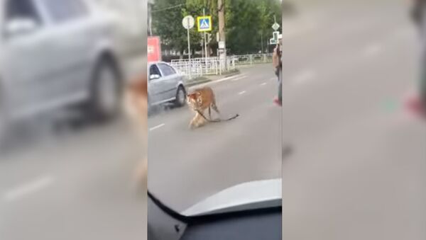 В России тигр сбежал из машины посреди дороги - Sputnik Таджикистан