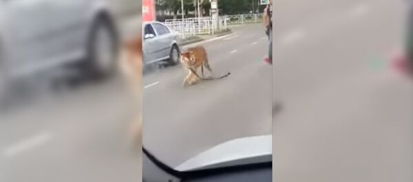 В России тигр сбежал из машины посреди дороги В России тигр сбежал из машины посреди дороги - Sputnik Таджикистан