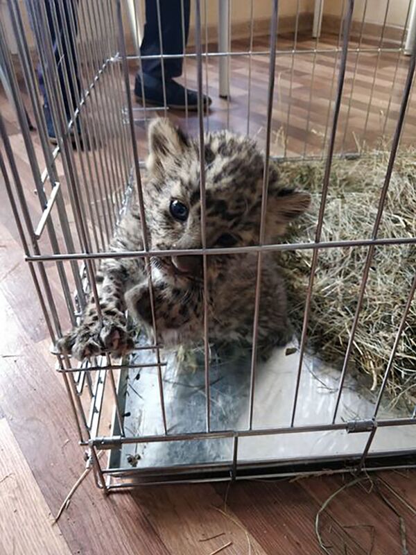 Гражданин Узбекистана пытался вывезти из РФ детенышей леопарда и тигренка - Sputnik Таджикистан