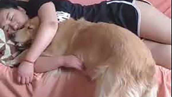 Ревнивая собака убрала на пол щенка, чтобы занять место возле хозяйки  - Sputnik Таджикистан