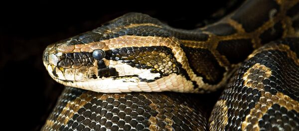 Змея, архивное фото Змея, архивное фото - Sputnik Тоҷикистон