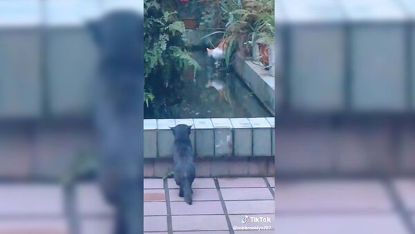 Коварный кот подшутил над сородичем: забавное видео - Sputnik Таджикистан