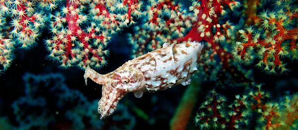 Каракатица - Sputnik Таджикистан