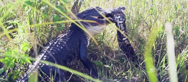 Схватка аллигатора с питоном - видео - Sputnik Таджикистан