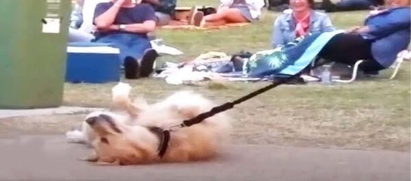 Пес притворился мертвым, чтобы не идти домой - очень смешное видео - Sputnik Таджикистан