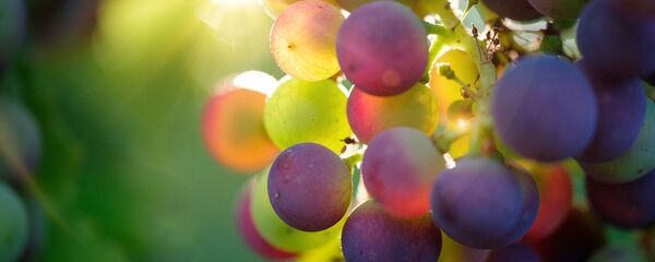 Гроздь винограда на солнце - Sputnik Тоҷикистон