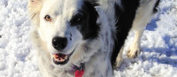 Собака породы бордер-колли по кличке Чейзер (Chaser) Собака породы бордер-колли по кличке Чейзер (Chaser) - Sputnik Таджикистан