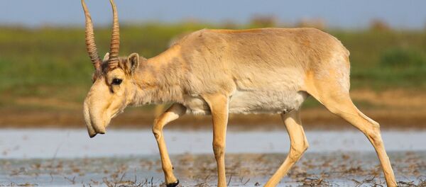 Сайгак — степная антилопа Сайгак — степная антилопа - Sputnik Таджикистан