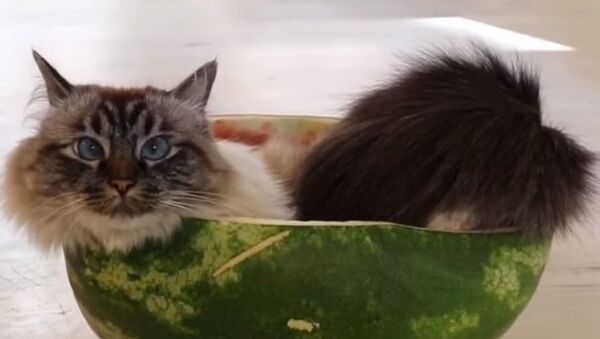 Кот залез в арбуз - Sputnik Таджикистан
