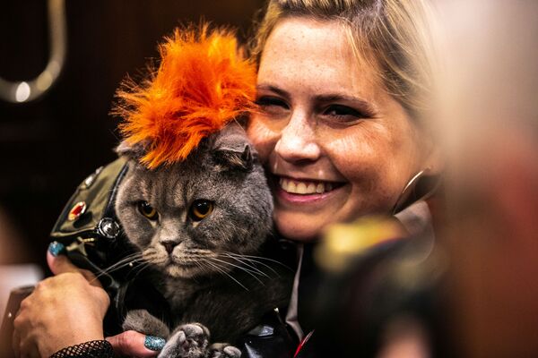 Кошка Thunder Folds на показе кошачьей моды Algonquin Hotel’s Annual Cat Fashion Show в Нью-Йорке  - Sputnik Таджикистан