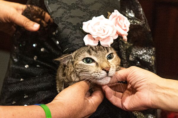 За кулисами перед началом шоу кошачьей моды в Algonquin Hotel’s Annual Cat Fashion Show на Манхэттене, Нью-Йорк - Sputnik Таджикистан