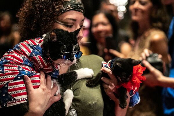 Кошки Balboo and Figaro на подиуме во время показа кошачьей моды Algonquin Hotel’s Annual Cat Fashion Show в Нью-Йорке - Sputnik Таджикистан