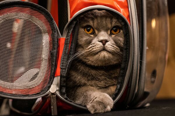 Кошка Thunder Folds Cat до начала показа кошачьей моды Algonquin Hotel’s Annual Cat Fashion Show в Нью-Йорке - Sputnik Таджикистан