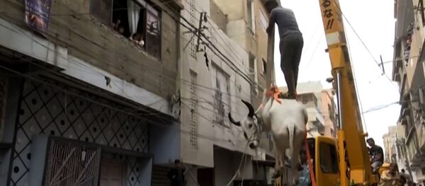 Как готовятся к Курбан-Байраму в Пакистане? - видео - Sputnik Тоҷикистон