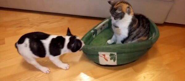 Маленький щенок пытается отвоевать лежак у кота - Sputnik Таджикистан