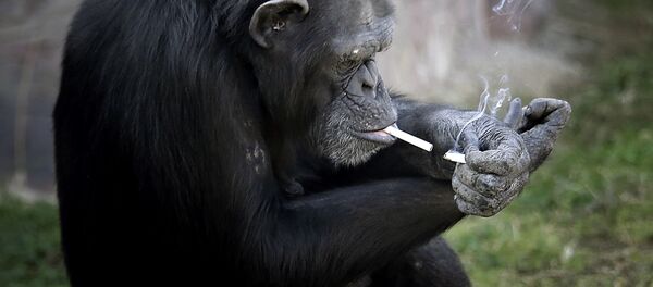 Шимпанзе прикуривает сигарету в зоопарке Пхеньяна, Северная Корея  - Sputnik Таджикистан
