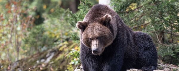 Бурый медведь, архивное фото - Sputnik Таджикистан