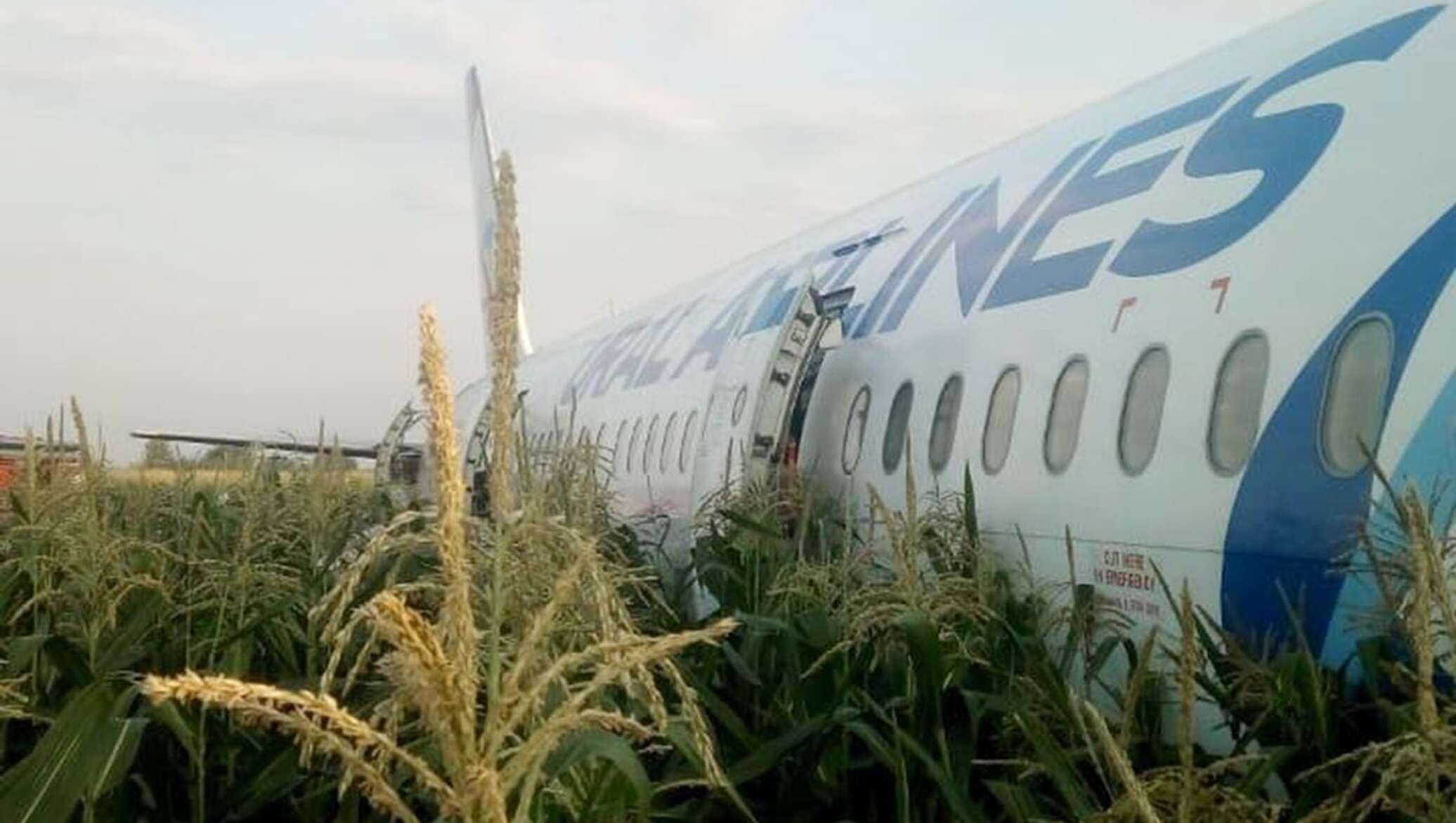 Самолет сел в поли. А321 кукурузное поле. А321 Жуковский. На кукурузном поле Airbus a321. А321 самолет.