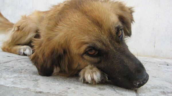 Бездомная собака, архивное фото - Sputnik Тоҷикистон