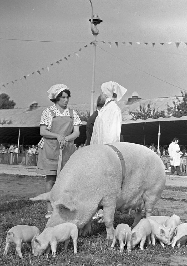 Работницы павильона Свиноводство ВДНХ пасут свиноматку с поросятами на лужайке перед павильоном, 1983 год - Sputnik Таджикистан