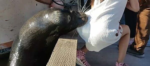 В Канаде морской лев напал на девочку и утащил под воду В Канаде морской лев напал на девочку и утащил под воду - Sputnik Тоҷикистон