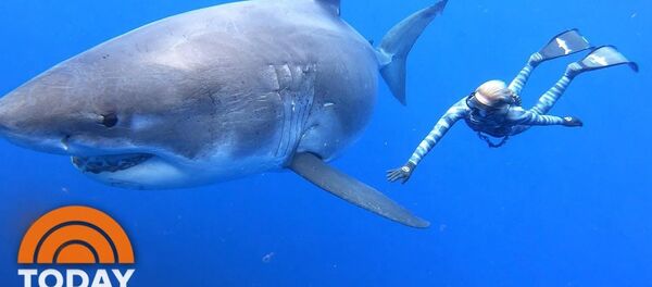 Плавание с большой белой акулой - видео - Sputnik Таджикистан