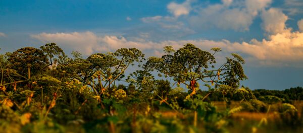 Борщевик Сосновского в Можайском районе Московской области Борщевик Сосновского в Можайском районе Московской области - Sputnik Таджикистан