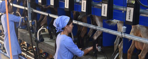 Сотрудницы животноводческой фермы в Зафарабадском районе - Sputnik Таджикистан