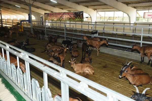 Парвариши бузҳои аврупоӣ дар Зафаробод, ки рӯзе то 3 литр шир медиҳанд - акс - Sputnik Тоҷикистон