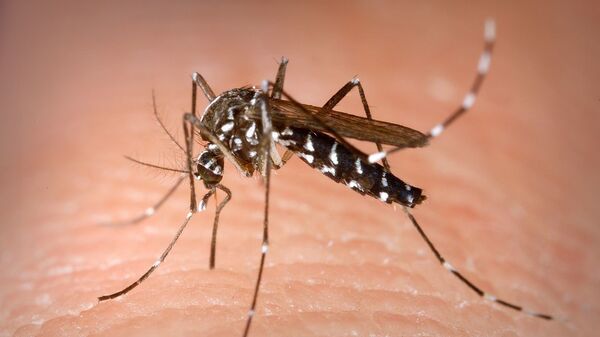 Комар Aedes albopictus - Sputnik Таджикистан