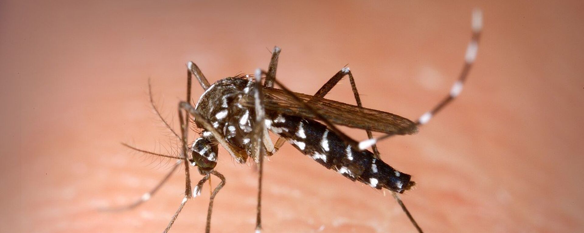 Комар Aedes albopictus - Sputnik Таджикистан, 1920, 23.08.2019