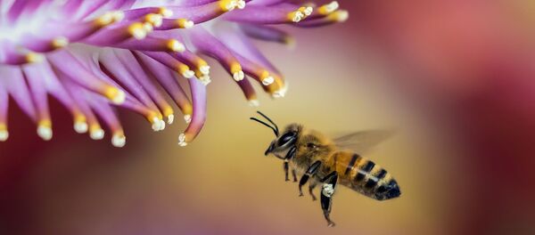 Пчелка - Sputnik Таджикистан