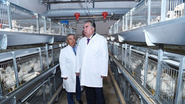 Открытие птицефабрики в городе Кулябе - Sputnik Таджикистан