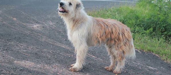 Собака которая ждет своего хозяина - Sputnik Таджикистан