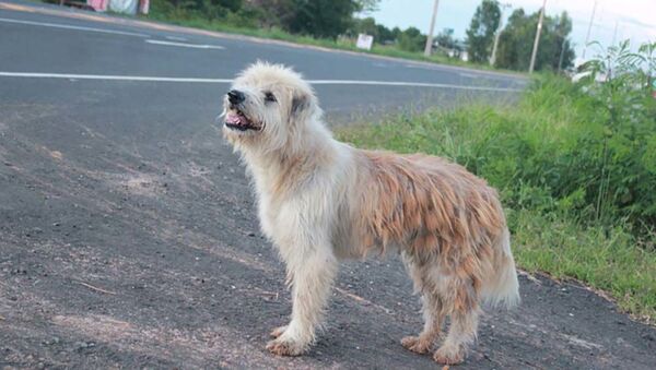 Собака которая ждет своего хозяина - Sputnik Таджикистан