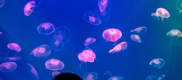 Медузы, архивное фото - Sputnik Таджикистан