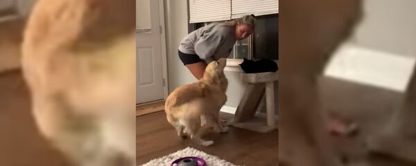 Собака ревнует к коту - видео - Sputnik Таджикистан