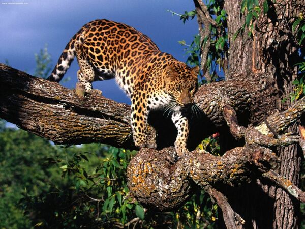 Амурский леопард на дереве - Sputnik Таджикистан