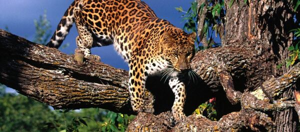 Амурский леопард на дереве - Sputnik Тоҷикистон