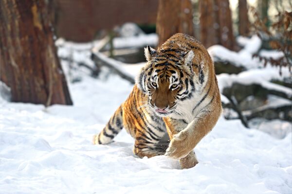 Амурский тигр зимой - Sputnik Таджикистан