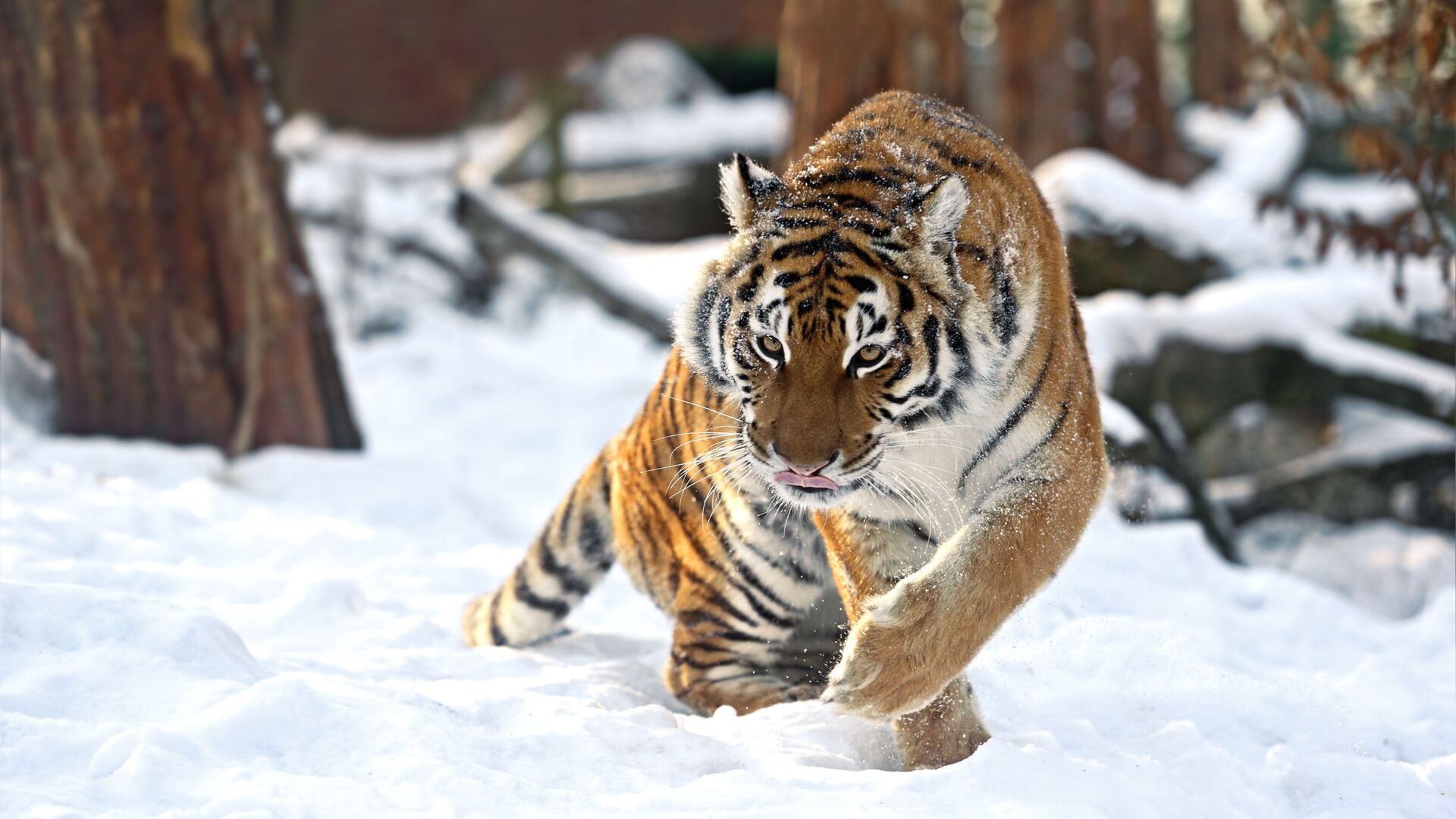 Амурский тигр зимой - Sputnik Таджикистан, 1920, 21.10.2021