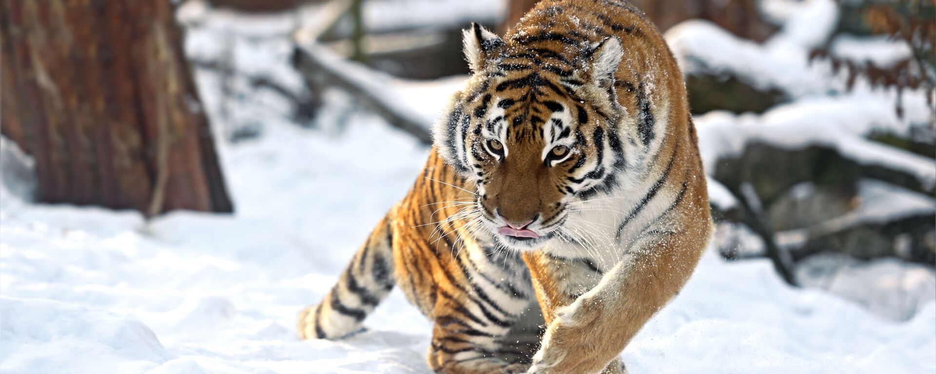 Амурский тигр зимой - Sputnik Таджикистан, 1920, 21.10.2021