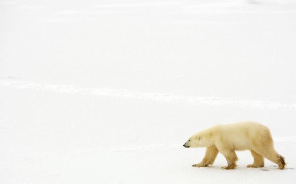 Белый медведь возле Гудзонова залива, Канада - Sputnik Таджикистан