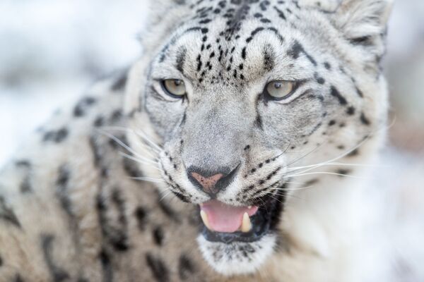 Какой сегодня праздник в Таджикистане и мире: 23 октября - Sputnik Таджикистан