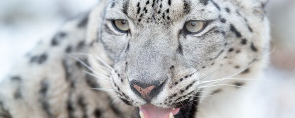 Портрет снежного барса Портрет снежного барса - Sputnik Тоҷикистон