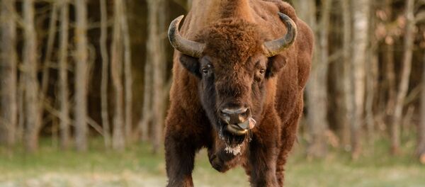 Европейский зубр в польской деревне Беловеж - Sputnik Тоҷикистон