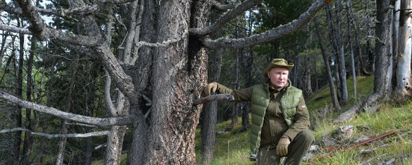 Президент РФ Владимир Путин во время прогулки в тайге Президент РФ Владимир Путин во время прогулки в тайге - Sputnik Таджикистан