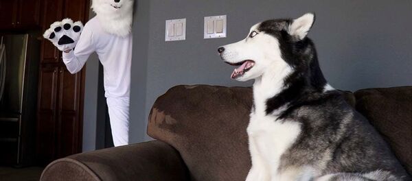 Хозяин разыграл хаски в костюме волка - смешное видео Хозяин разыграл хаски в костюме волка - смешное видео - Sputnik Таджикистан