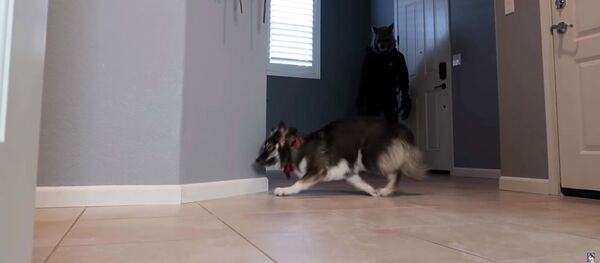 Разыграл своих собак надев маску - Sputnik Таджикистан