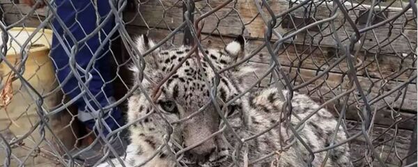 Бабри барфӣ дар водии Бартанг Бабри барфӣ дар водии Бартанг - Sputnik Тоҷикистон